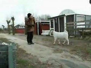 Bodil, Lulu and goats