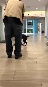 Buck is available for adoption or fostering. Contact adoptions@halifaxhumanesociety.org to inquire about adopting or fostering. We will deliver to you. | Halifax Humane Society, Inc.