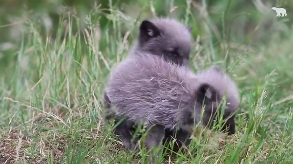9.3K views · 633 reactions | Help us name one of our Arctic fox cubs  Following their first health check we are delighted to share we have four girls and a boy! Keepers have shortlisted three names for one of the girls. Vote for your favourite name before 12pm on Monday 31 July  forms.gle/GJx2TEoRWpf4DHyCA  | Highland Wildlife Park | Facebook