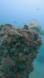 What an incredible underwater encounter! 📷 Joshua Schellenberg https://www.facebook.com/joshschellenbergtattoo | Diving Specials