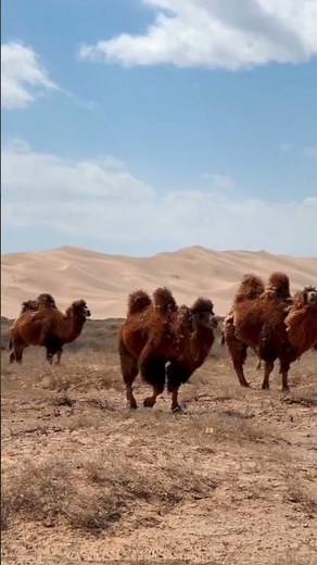 Bactrian Camel also known as Mongolian Camel or Two Humped Camel - Native to Central Asia