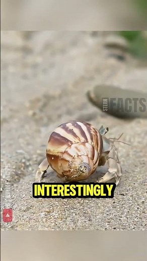 Why Hermit Crabs Line Up to Swap Shells