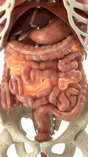 Human internal organs 3D Animation #organs #didyouknow