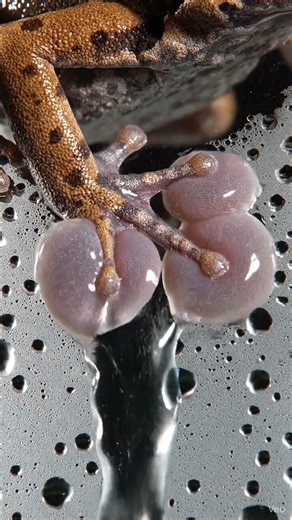 Frog Feet
