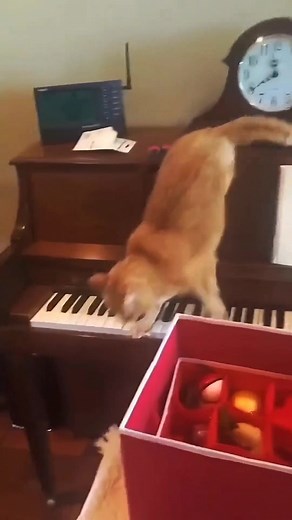 Anak Kucing Paling Pandai Bermain Piano di Dunia