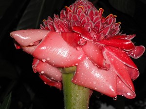 Big Red   (Ginger Flower)
