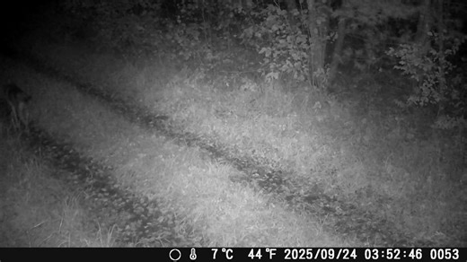 12 reactions | TWIN keeps tabs on pup survival and it appears this CFR pack has 2 remaining pups as of the end of September 2025 and 5 adults. It'll interesting to see how many are will around in December when we start track surveys. | Timber Wolf Information Network | Facebook