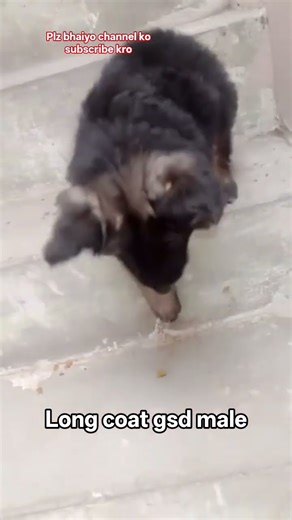 long coat gsd male pup