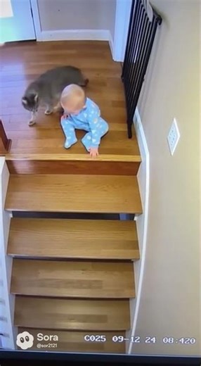 CCTV Captures Brave Cat Rescue