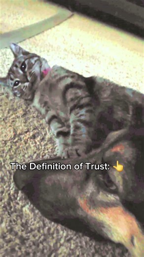 The real definition of trust. 🥹🐾 #shorts