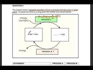 Grade 8: Exam Question Photosynthesis & Respiration |Natural science| Exam question answered