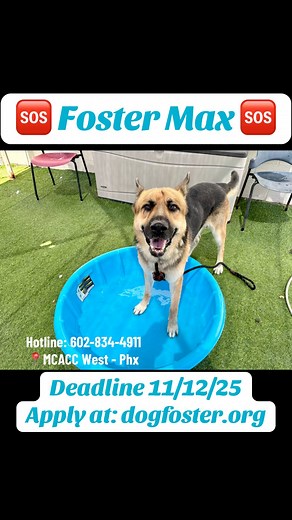 ❤️❤️Rescued‼️❤️❤️ Max #A5149354 🆘Needs a Foster and a New Hope Partner by 11/12 to make it out alive🆘 Max was surrendered by the family that had him since he was a puppy. The family stated that Max did well with small and large dogs. He was good with kids. Max is potty trained and knows sit. They also stated that Max sometimes growls a little when he does not know people but warms up quickly. ‼️Recently at the shelter Max had a meet and greet and during it he growled. Probably because he didn’