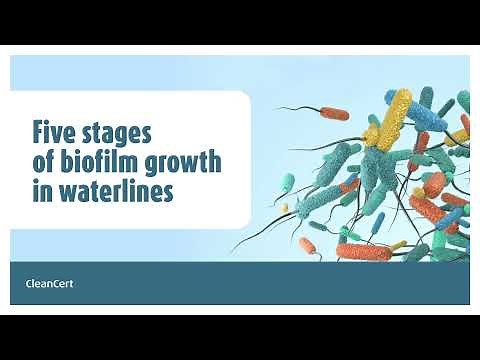 5 stages of biofilm growth