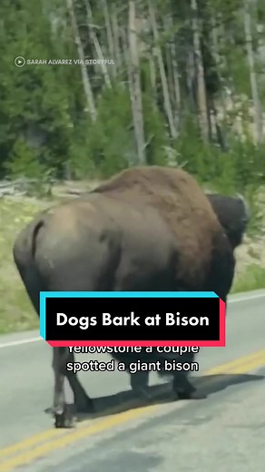 Playful Dogs Bark at Bison in Yellowstone RV Encounter
