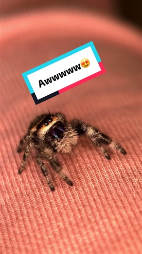 Cute Jumping Spider Moments You’ll Love