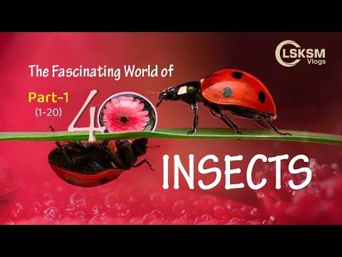 The Fascinating World of Insects (Part-1)