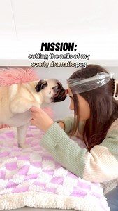 200K views · 10K reactions | How to cut the nails of an overly dramatic pug  #pug #dog #dogsofinstagram #pugsofinstagram #WeeklyFluff | Loulou the pug | Facebook