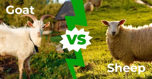 Goat vs Sheep: Do You Know the Difference?