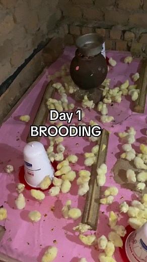 Uganda Poultry Farming Startup Day 1: Brooding