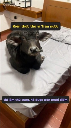Smart and intuitive, if you can overlook their size, water buffalo make great pets #amazingcreatu...
