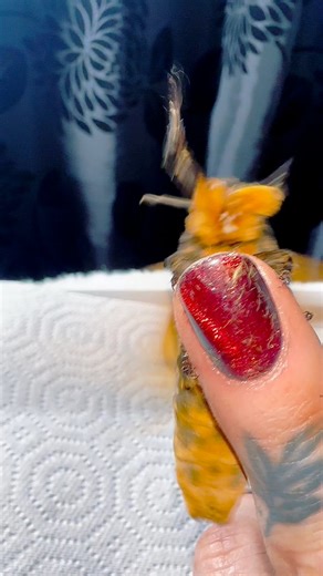 66K views · 1.3K reactions | I love how dramatic these moths are!  and for all those people who think I have purposely gone out and got ‘hairy nails’ it’s actually because these moths kind of shed a little and when their been so hyper it gets all over my nails and hands #moths | Jumping spider & Moth life | Facebook