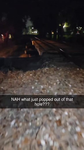 Furry Fandom and Paranormal Encounters Explained