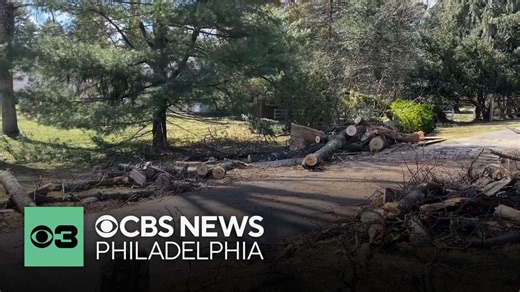 Worker killed after tree falls in Newtown Square