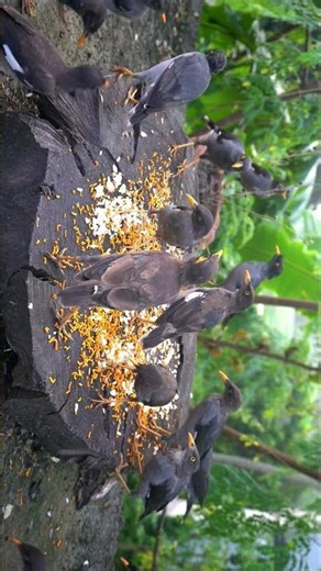 Birds squirrel chipmunk videos for cats entertainment