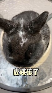 半分钟教你学会制作红焖小兔子（开玩笑的）