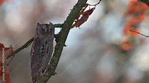 The Eurasian scops owl (Otus scops), a very rare and endangered owl, perching on a tree twig in an autumn forest.