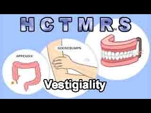 How Creationism Taught Me Real Science 104 Vestigiality