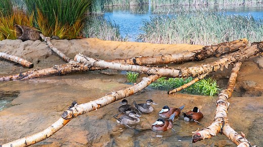Smithsonian National Zoo's New Bird House Highlights Migratory Birds’ Incredible Journeys