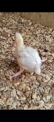 Splayed legs in chicks? 🐥 Here’s why it happens and what you can do to fix it 👇 Causes and solutions are in the comments 👇 Farmers, take note and save your chicks! 👨‍🌾🐔 #PhiMarDanFarmFoods #BroilerFarming #PoultryTips #fyp