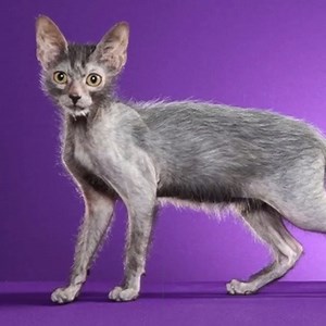 55 reactions · 6 comments | Getting a new cat is a big decision. There's a lot to think about and there are just so many breeds to choose from. Check out our "Ultimate List of Cat Breeds" to help you pick.  https://bit.ly/3agpC5a | Somerzby | Facebook