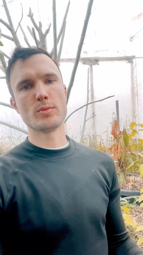 Avocado grown successfully in a temperate climate in a greenhouse # #greenhouse #avocado