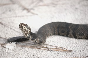 How To Get Rid Of Cottonmouth Snakes?