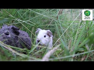 Guinea pigs living wild in the garden.