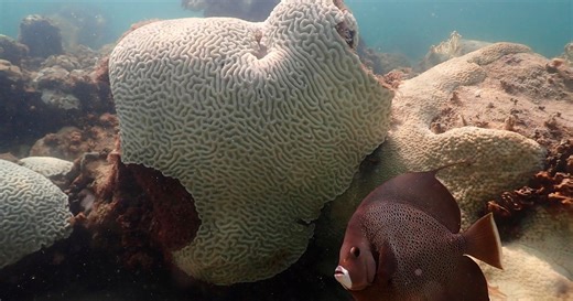 Report: Coral reefs pass climate "tipping point"