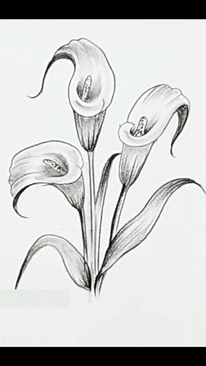 113K views · 1.9K reactions | Easy Pencil Sketch Calla lily #pencildrawing #drawing #pencilsketch | Drawing Book | Facebook
