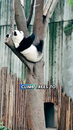 Have you ever seen a panda in a tree?#panda #animalsfacts #wildlife #wildanimals