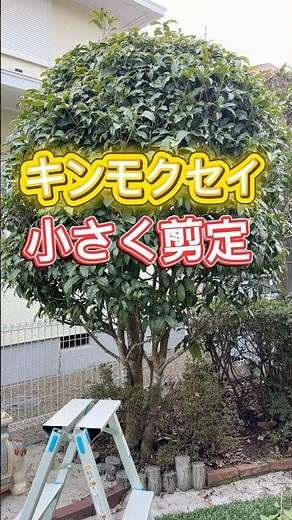 Spring pruning to reduce the size of Osmanthus