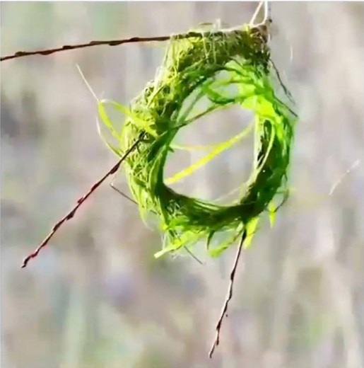 Time - Lapse Bird's Nest Formation