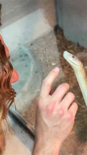 Feeding big black mamba!