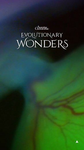Epaulette Shark Eggs: Oviparous Mothers and Four-Month Incubation