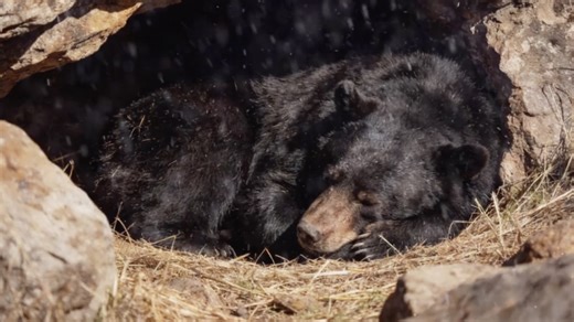 Life of the Asiatic black bear in northeast China