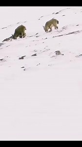 5.2K reactions · 65 shares | Snow leopard Attack on Ibex At Northern Area of Pakistan #wildlife#markhoor #attack #snowleopard #wildlifeplanet #fallowers #wildanimals | Peer Zia Khan | Facebook