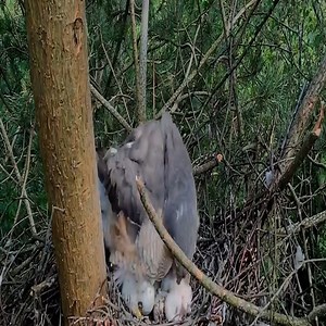 72K views · 1.1K reactions | Sparrowhawks feeding babies at the Nesting 2023 | Border Birds | Facebook