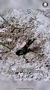 Jewel Wasp 🐝 It ZOMBIFIES Cockroaches! | 1 Minute Animals It turns cockroaches into total zombies. The way it takes control will blow your mind. You’ve got to see it to believe it! #jewelwasp #wildlife #nature #animalfacts | 1 Minute Animals
