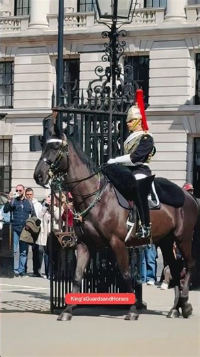 The magnificent British Military Horse | The mounted King’s Guard #viral #british #britishsoldier