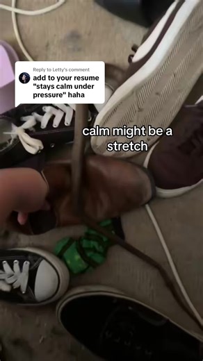 Encountering Eastern Brown Snakes in South Australia